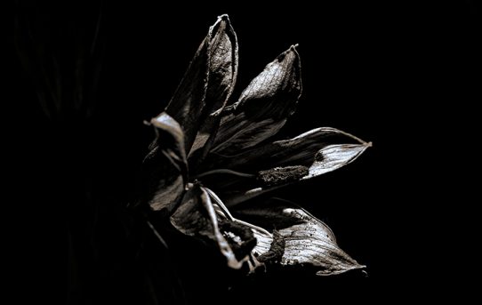 le fleur mort bianco e nero fotografia