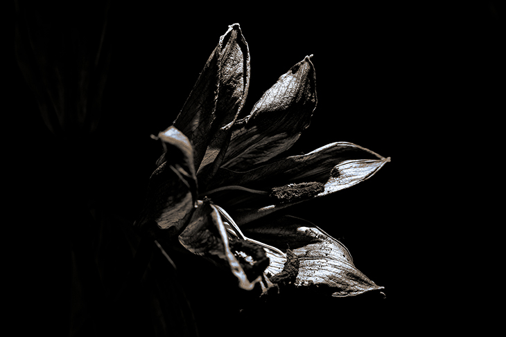 le fleur mort bianco e nero fotografia