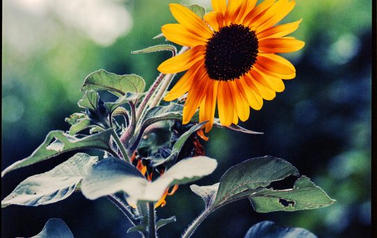 SunFlower – In The Garden