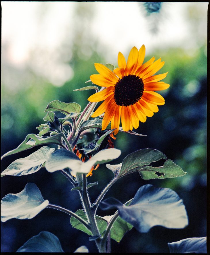 SunFlower - In The Garden